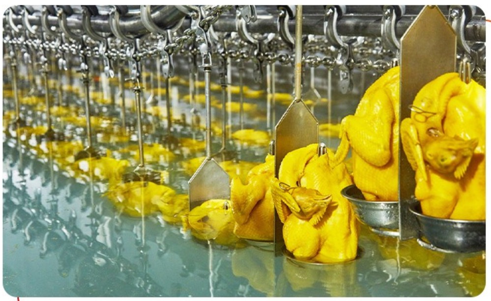 唐順興：從養(yǎng)殖到餐桌，全產(chǎn)業(yè)鏈?zhǔn)刈o(hù)食品安全與品質(zhì)