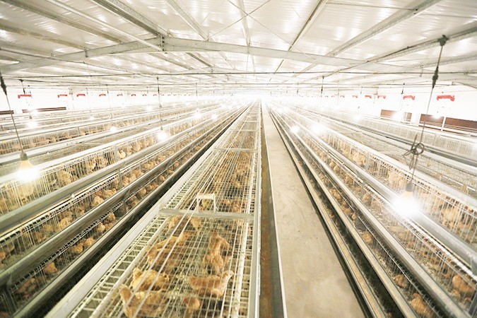 如何選擇一家優(yōu)質的港式燒臘批發(fā)廠家？