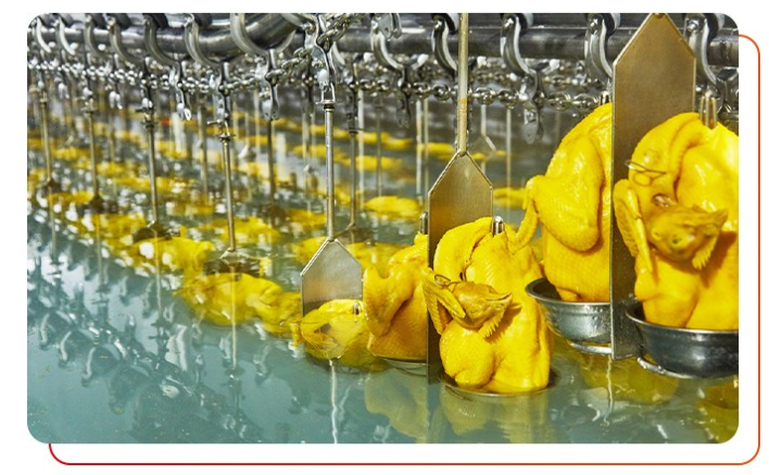 選擇白切雞食材供應(yīng)商注意事項(xiàng)